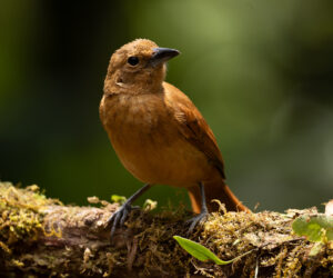km58 Valle Del Cauca Colombia