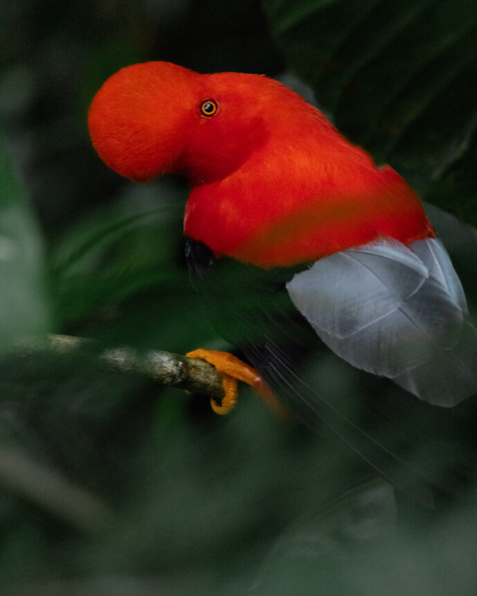 km58 Valle Del Cauca Colombia