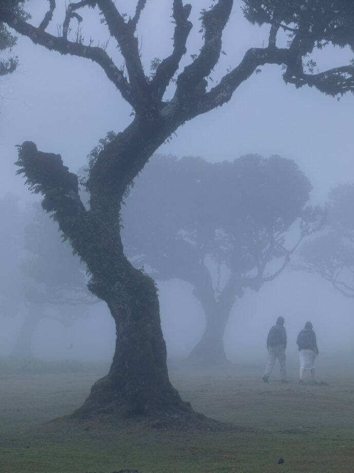 Fanal Forest Madeira Island Portugal