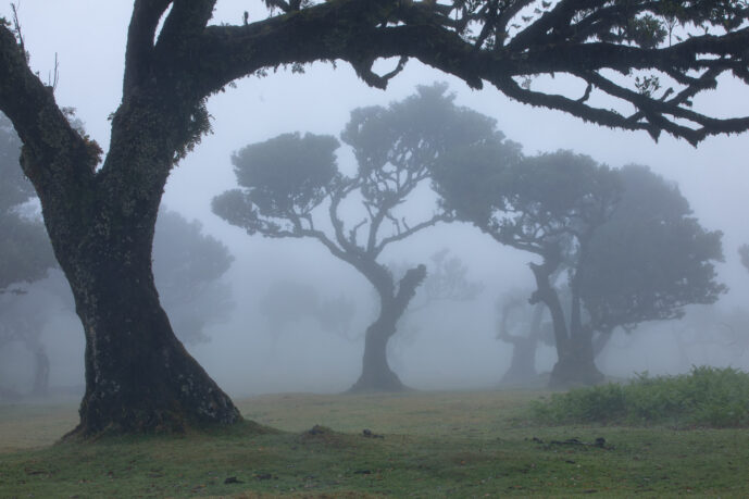 Fanal Forest Madeira Island Portugal