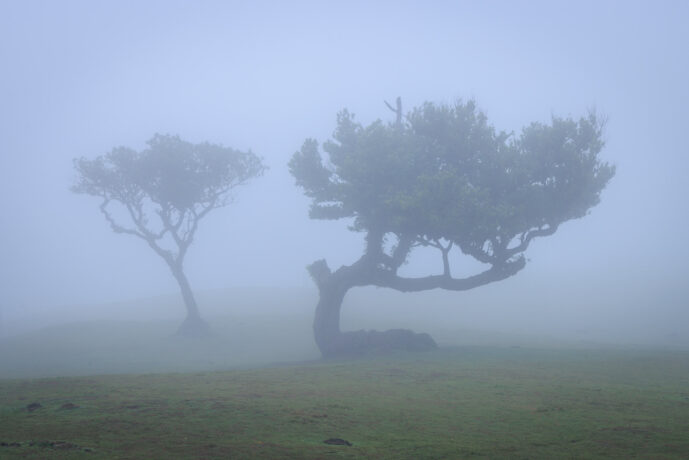 Fanal Forest Madeira Island Portugal