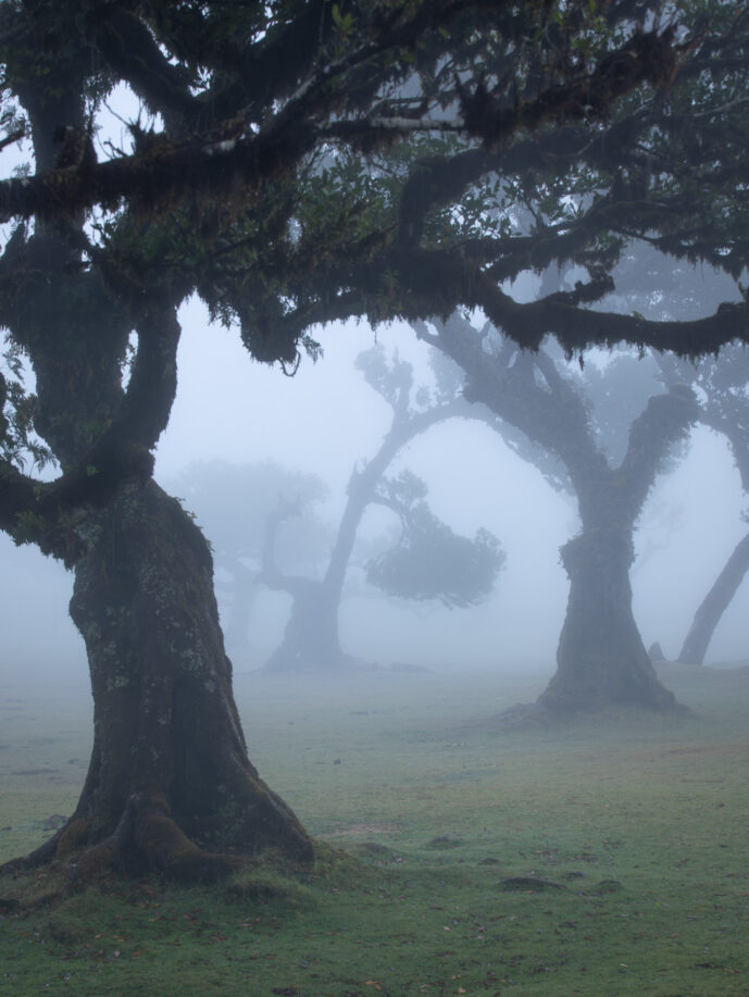 Fanal Forest Madeira Island Portugal