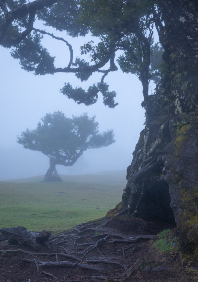 Fanal Forest Madeira Island Portugal