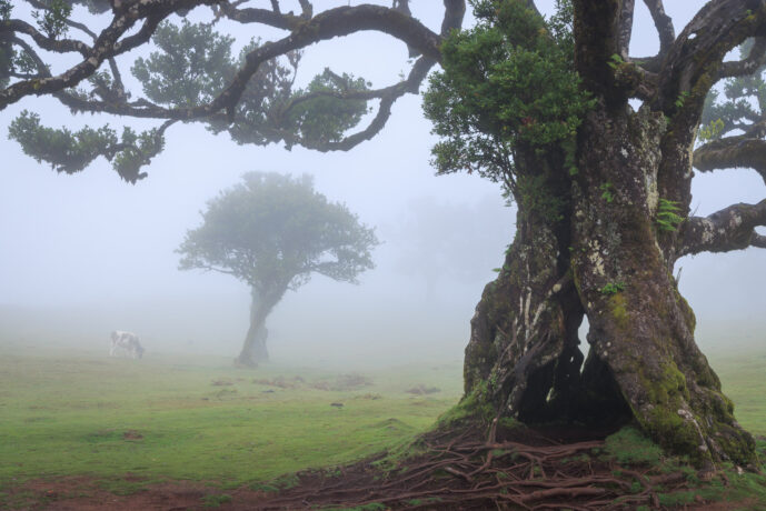 Fanal Forest Madeira Island Portugal