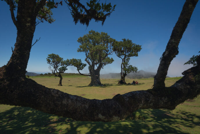 Fanal Forest Madeira Island Portugal