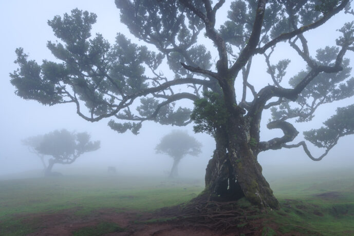 Fanal Forest Madeira Island Portugal