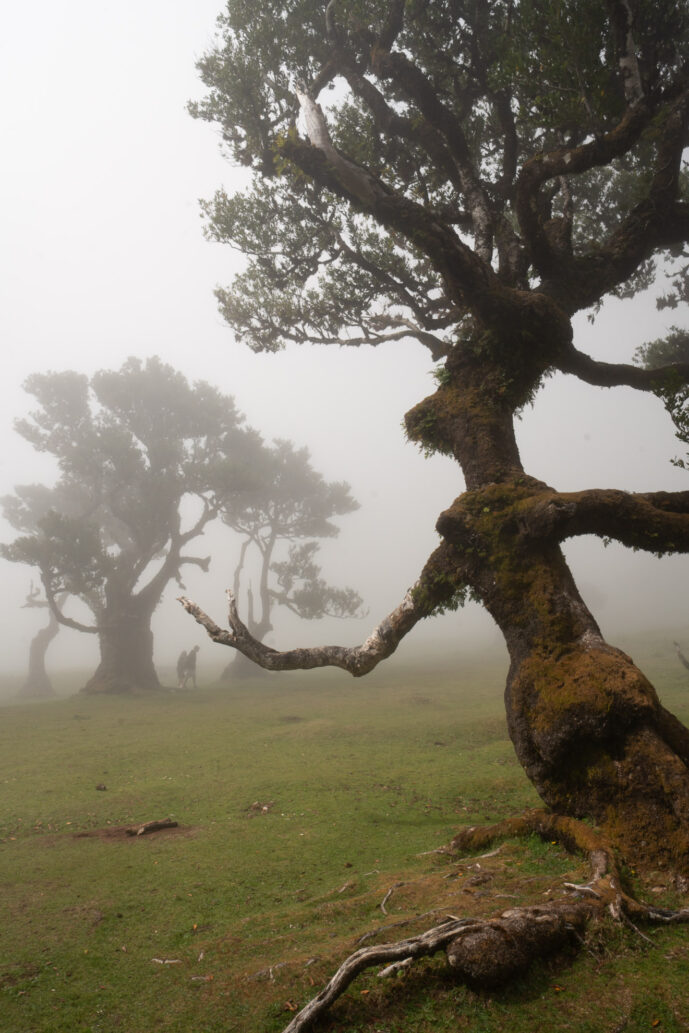 Fanal Forest Madeira Island Portugal