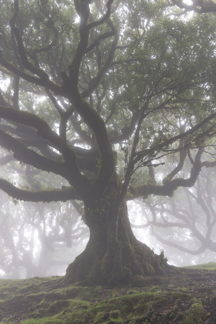 Fanal Forest Madeira Island Portugal