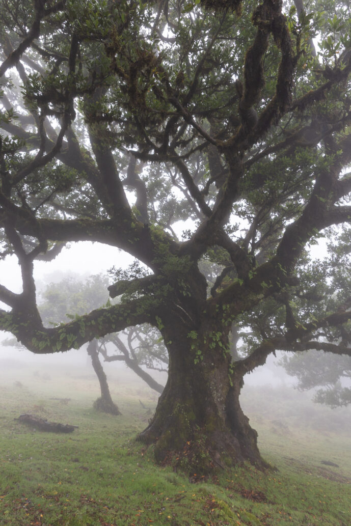 Fanal Forest Madeira Island Portugal