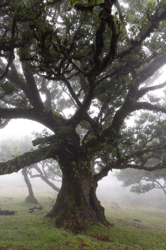 Fanal Forest Madeira Island Portugal