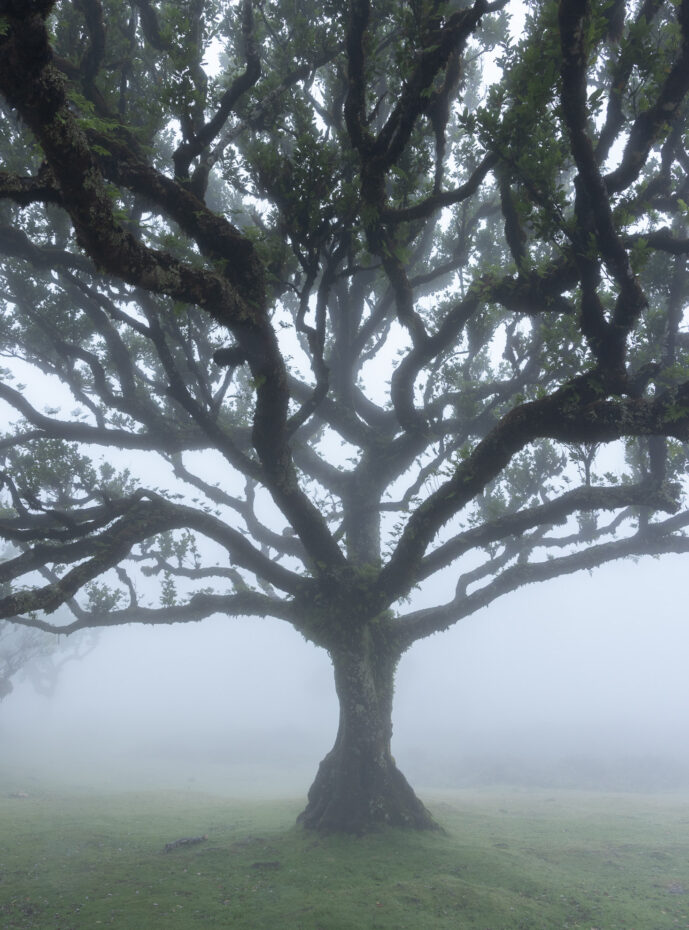 Fanal Forest Madeira Island Portugal