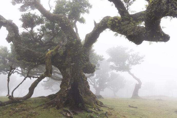 Fanal Forest Madeira Island Portugal