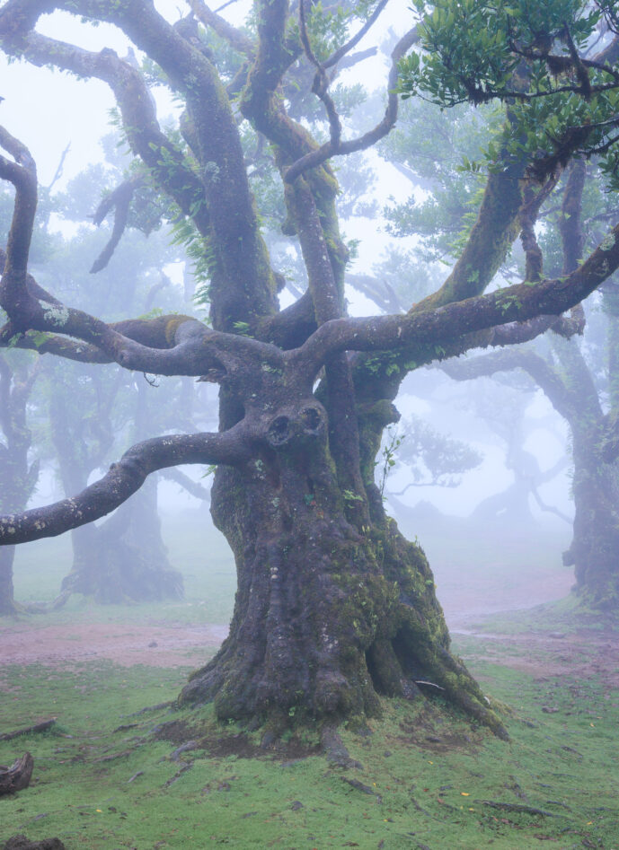 Fanal Forest Madeira Island Portugal
