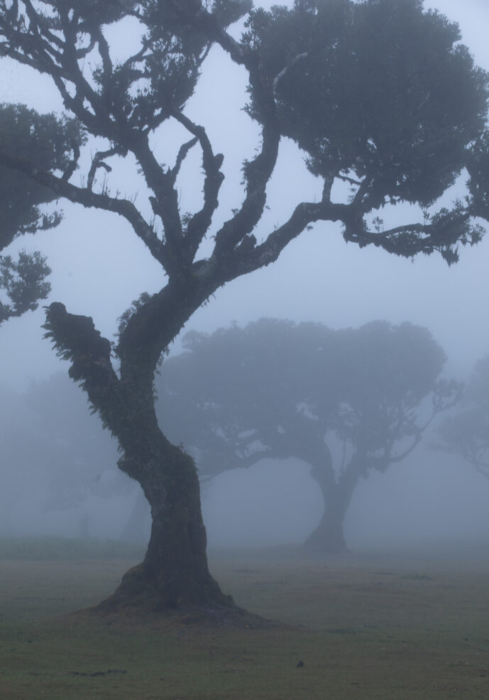 Fanal Forest Madeira Island Portugal