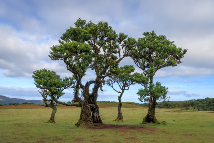 Fanal Forest Madeira Island Portugal