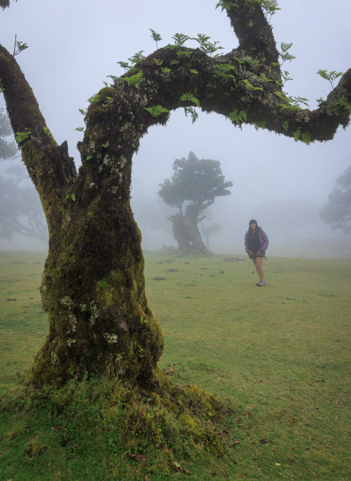 Fanal Forest Madeira Island Portugal