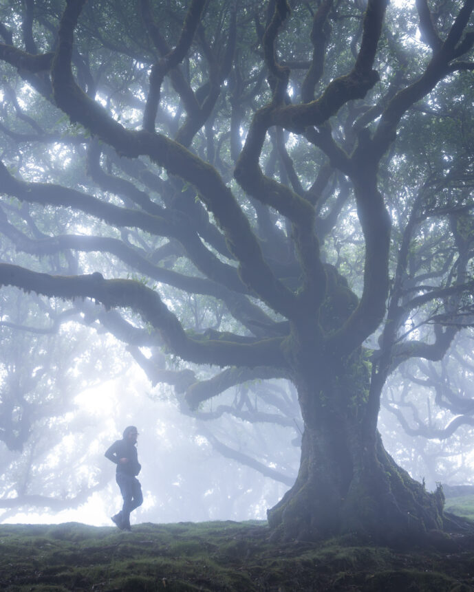 Fanal Forest Madeira Island Portugal