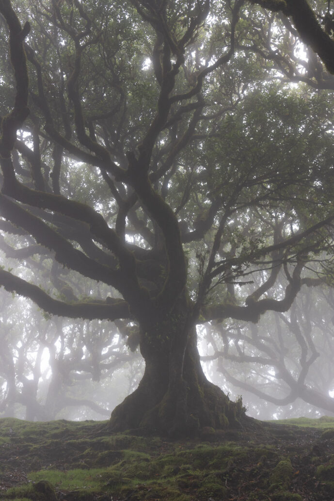 Fanal Forest Madeira Island Portugal