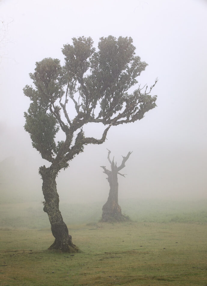 Fanal Forest Madeira Island Portugal