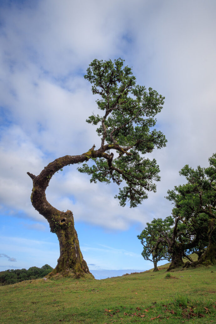 Fanal Forest Madeira Island Portugal