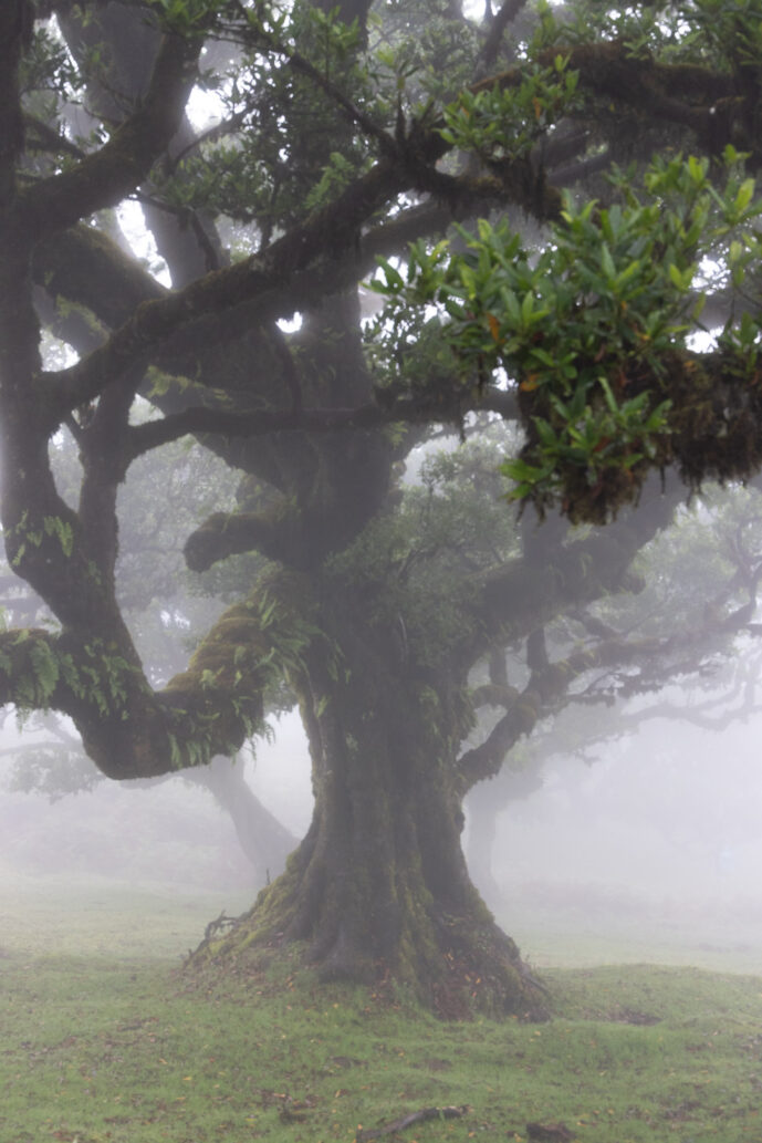 Fanal Forest Madeira Island Portugal