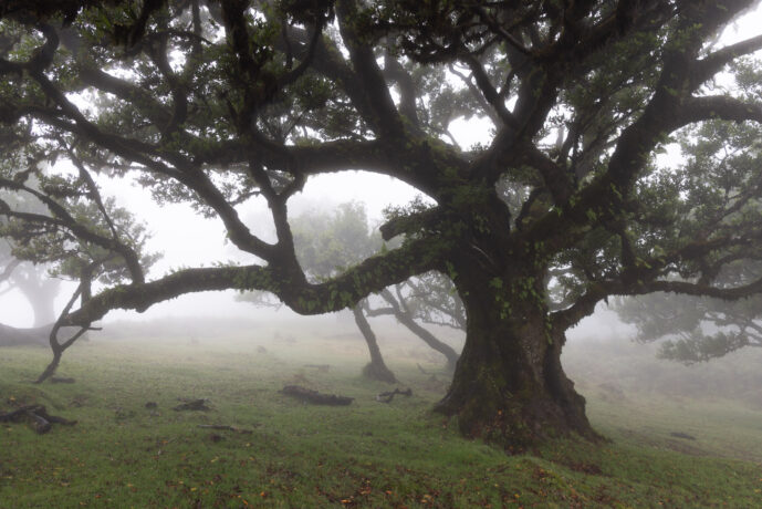 Fanal Forest Madeira Island Portugal