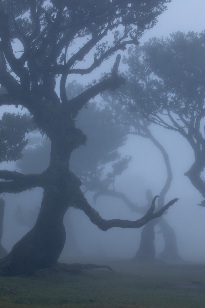 Fanal Forest Madeira Island Portugal