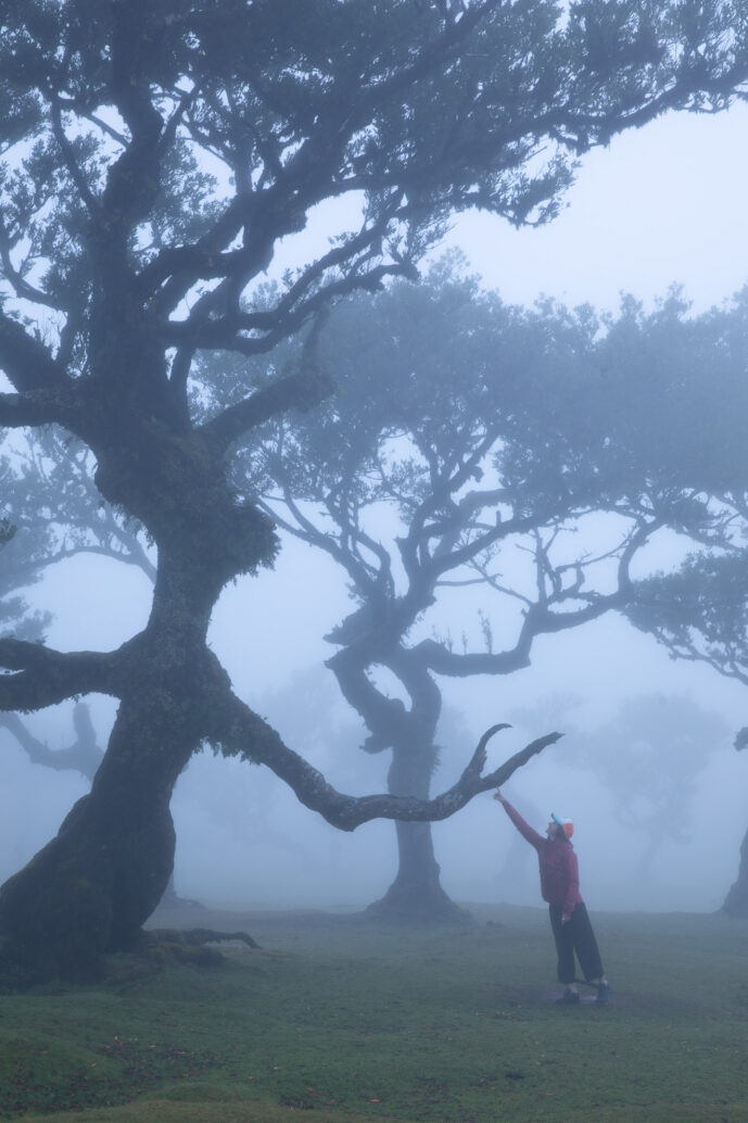Fanal Forest Madeira Island Portugal