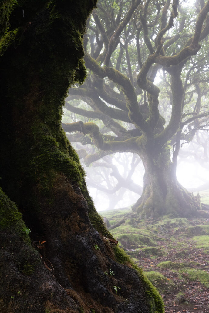 Fanal Forest Madeira Island Portugal