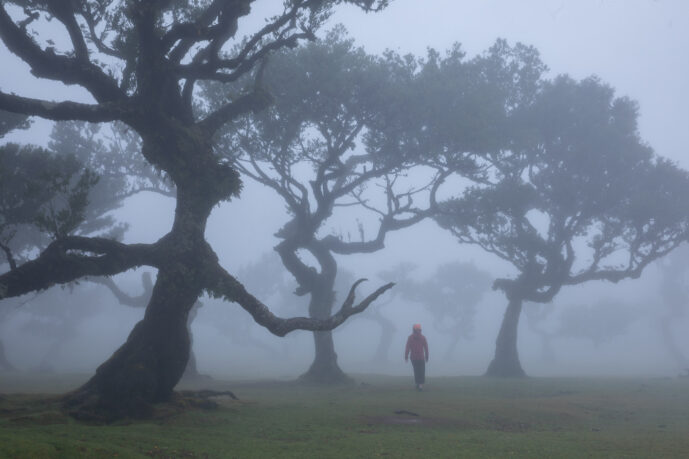 Fanal Forest Madeira Island Portugal