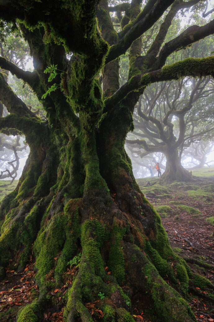 Fanal Forest Madeira Island Portugal