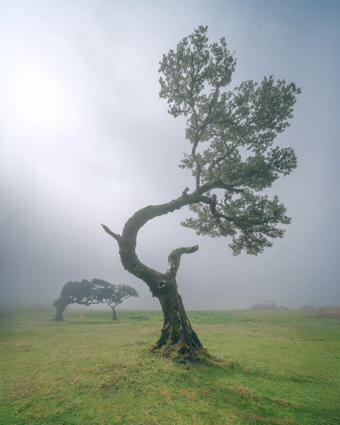 Fanal Forest Madeira Island Portugal