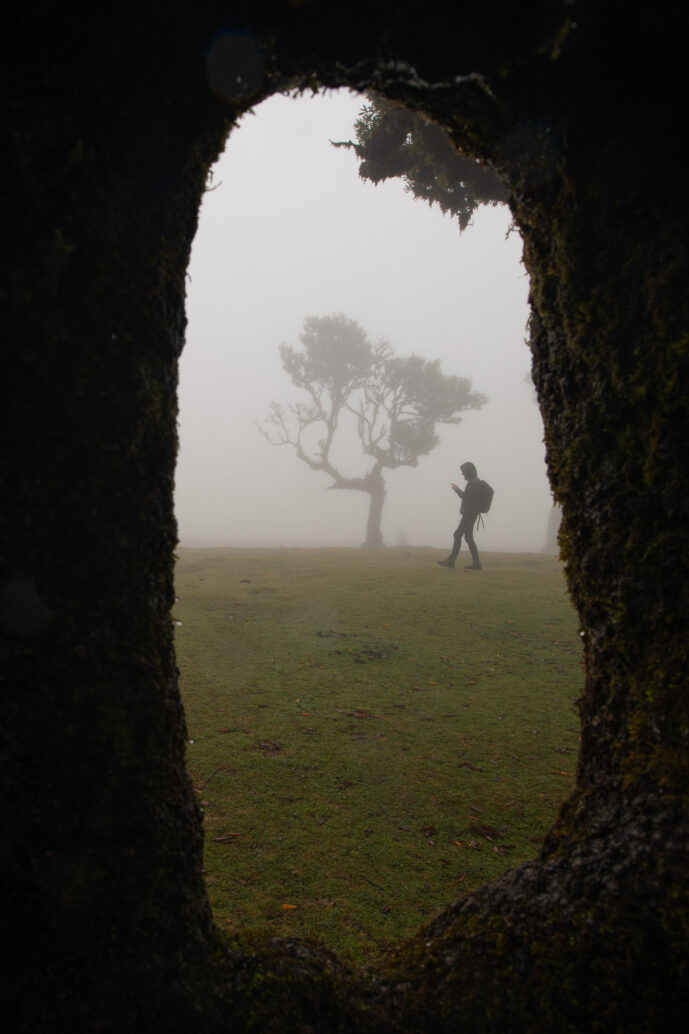 Fanal Forest Madeira Island Portugal