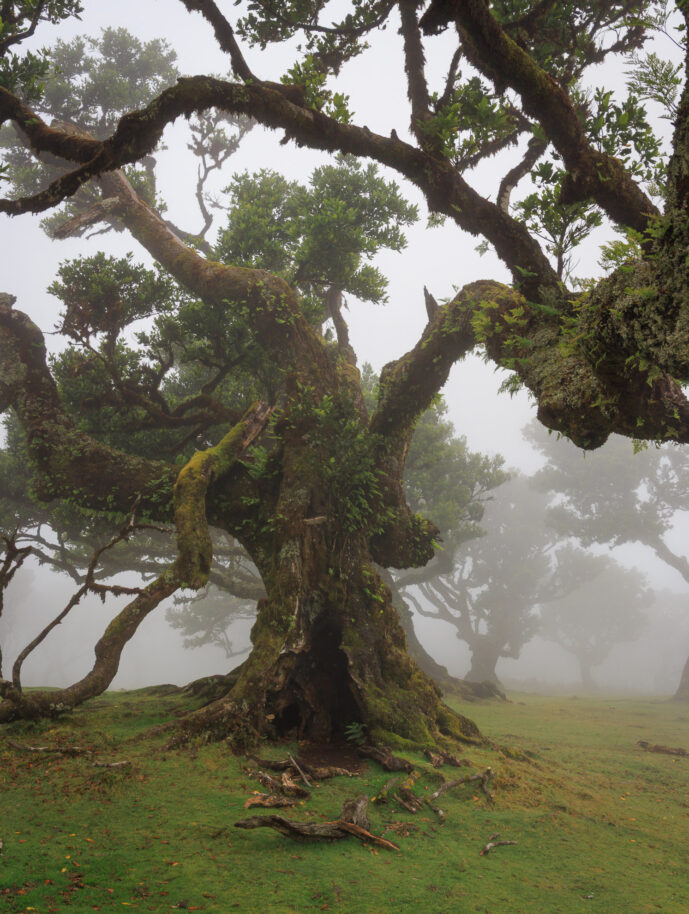 Fanal Forest Madeira Island Portugal