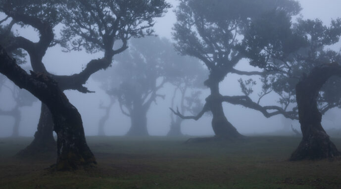 Fanal Forest Madeira Island Portugal