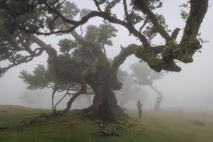Fanal Forest Madeira Island Portugal