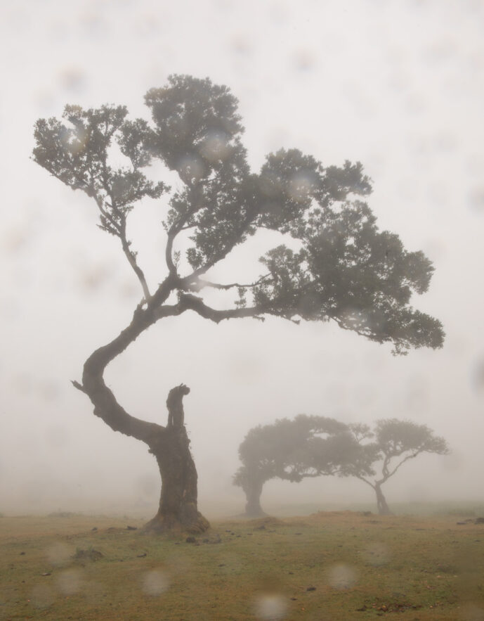 Fanal Forest Madeira Island Portugal