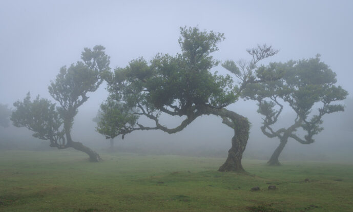 Fanal Forest Madeira Island Portugal