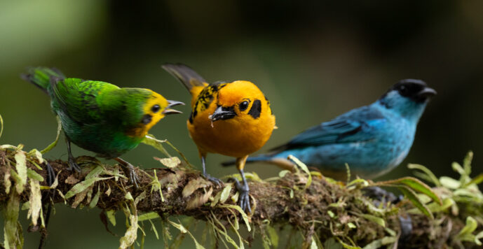 Cali Valle Del Cauca Colombia
