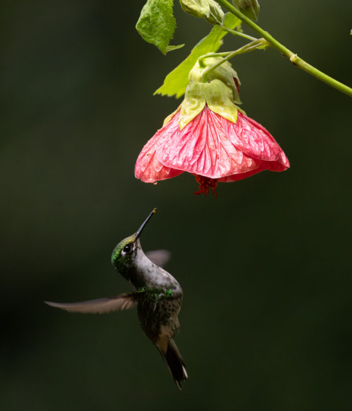 Cali Valle Del Cauca Colombia