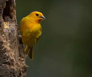 Cali Valle Del Cauca Colombia