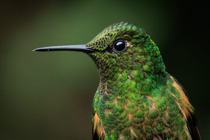 Dagua - Km18 Valle Del Cauca Colombia