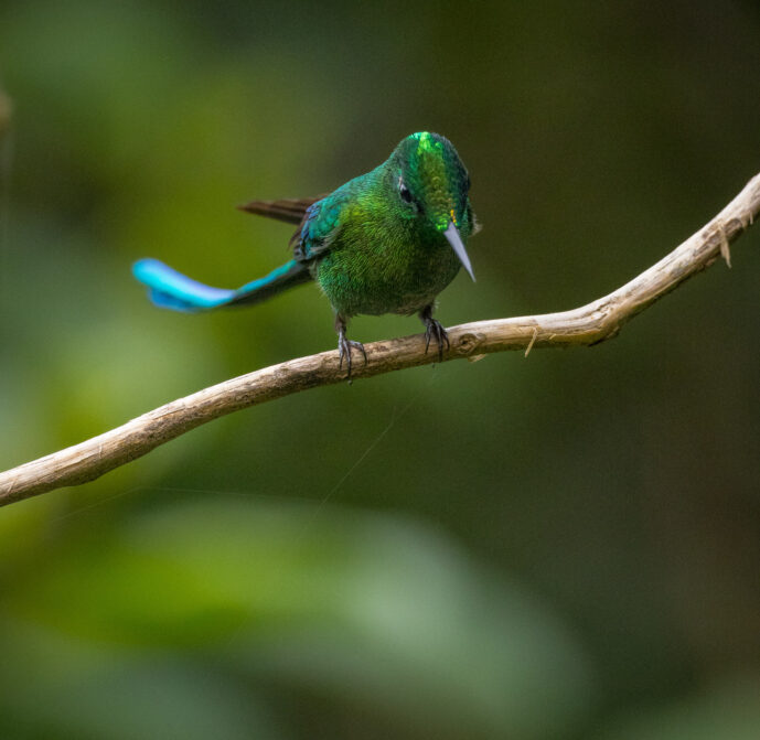 Dagua - Km18 Valle Del Cauca Colombia