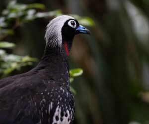 Foz Do Iguaçu Paraná Brazil