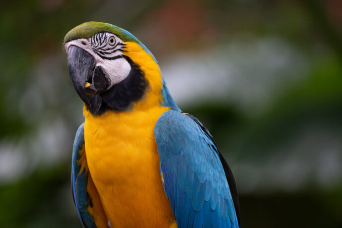 Foz Do Iguaçu Paraná Brazil