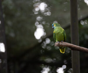 Foz Do Iguaçu Paraná Brazil