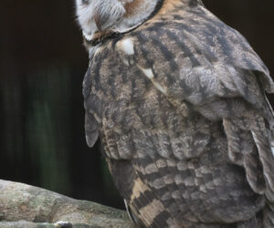 Foz Do Iguaçu Paraná Brazil