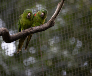 Foz Do Iguaçu Paraná Brazil