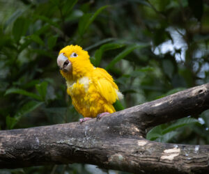 Foz Do Iguaçu Paraná Brazil