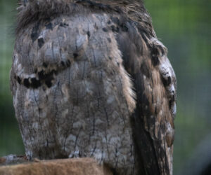 Foz Do Iguaçu Paraná Brazil